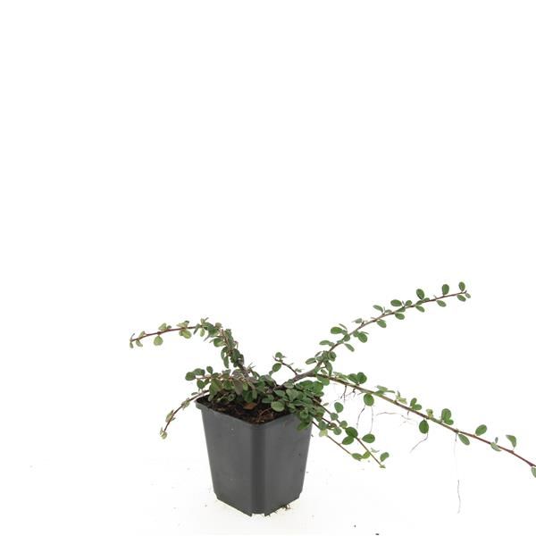 Cotoneaster pro. Queen of Carpets 15cm 9cm Pot