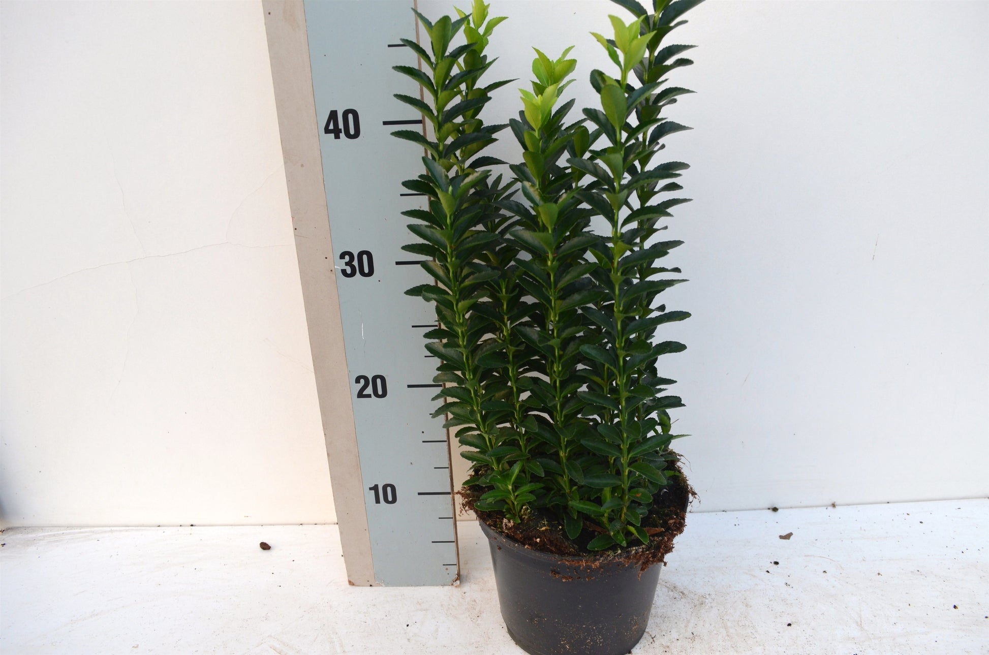 Euonymus Jean Hugues 25cm 17cm Pot