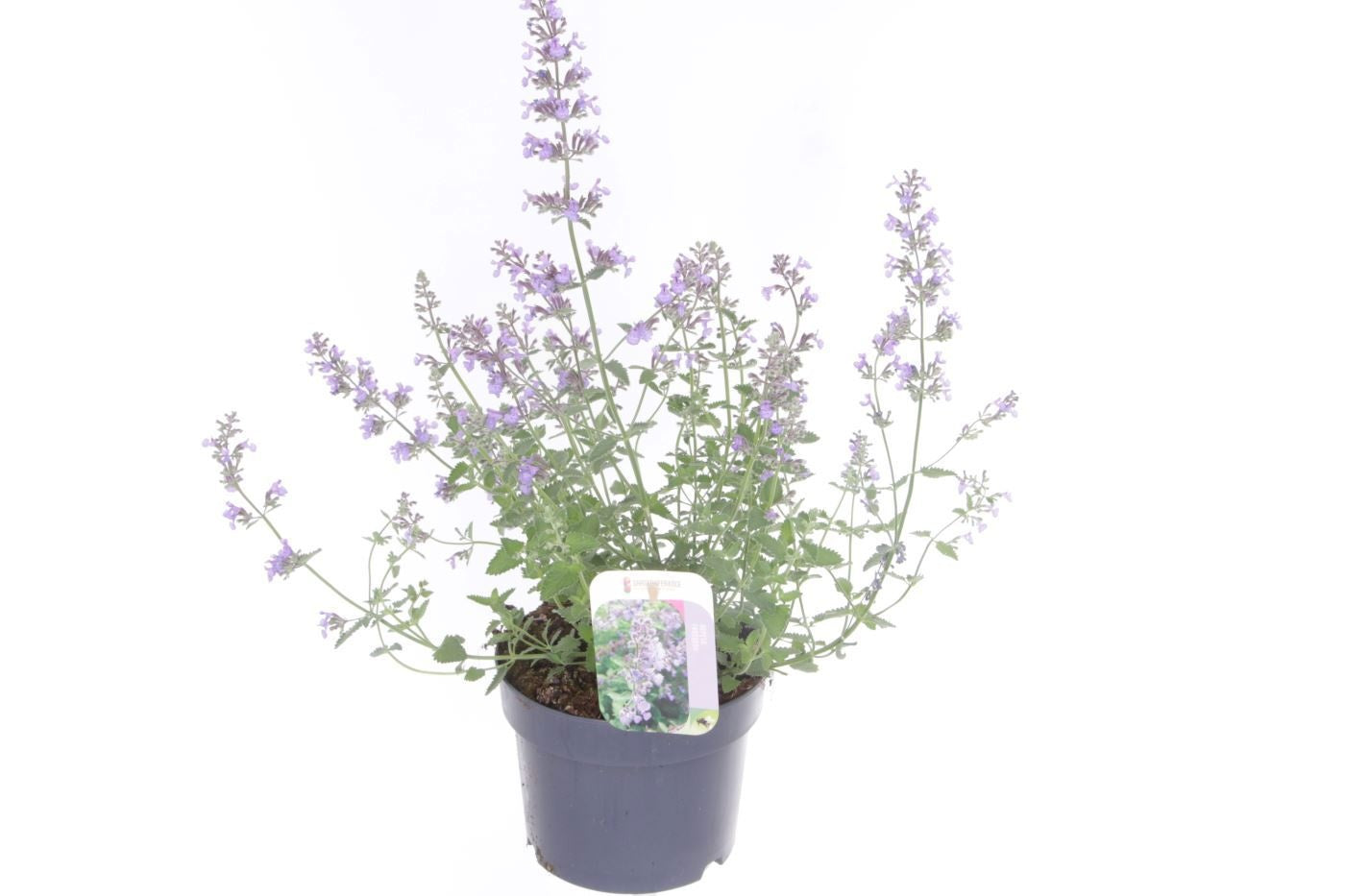 Nepeta faassenii 50cm 17cm Pot