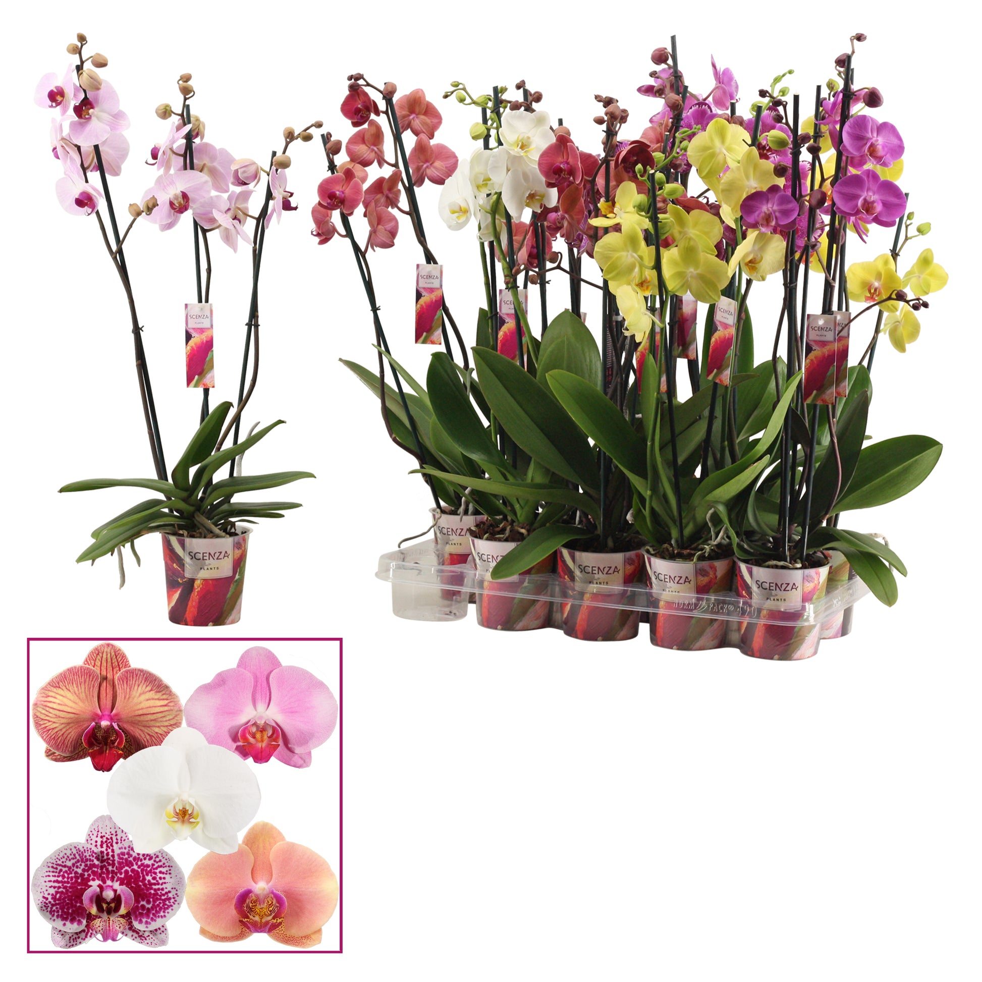 Phalaenopsis mix Scenza 65cm 12cm Pot
