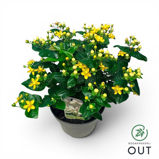 Hypericum Miracle Blizz 50cm 23cm Pot