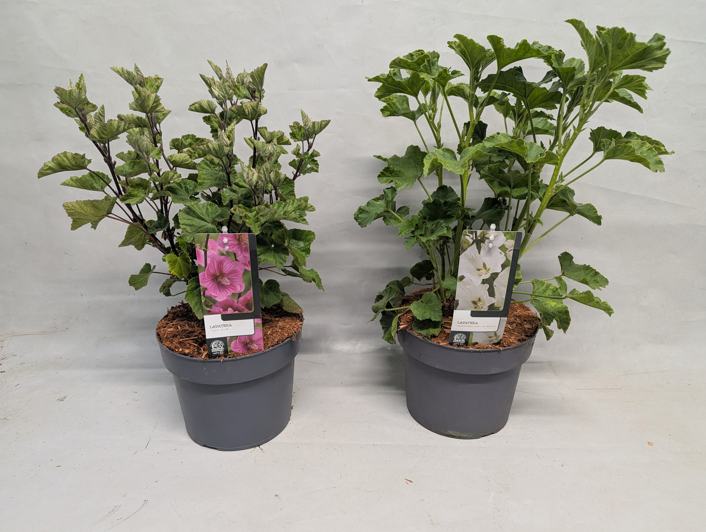 Lavatera Burgundy Wine 50cm 19cm Pot