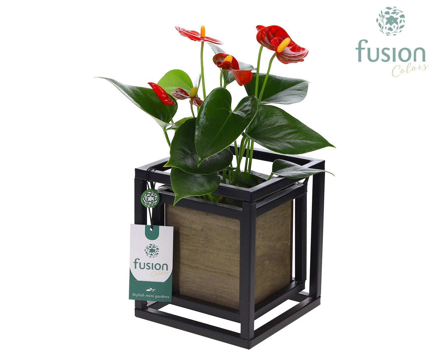 Metaal frame vierkant met hout bakje en Anthurium 35cm 15cm Pot