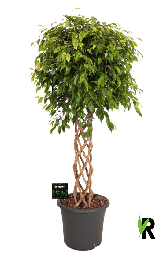 Ficus benj. Anastasia 140cm 32cm Pot