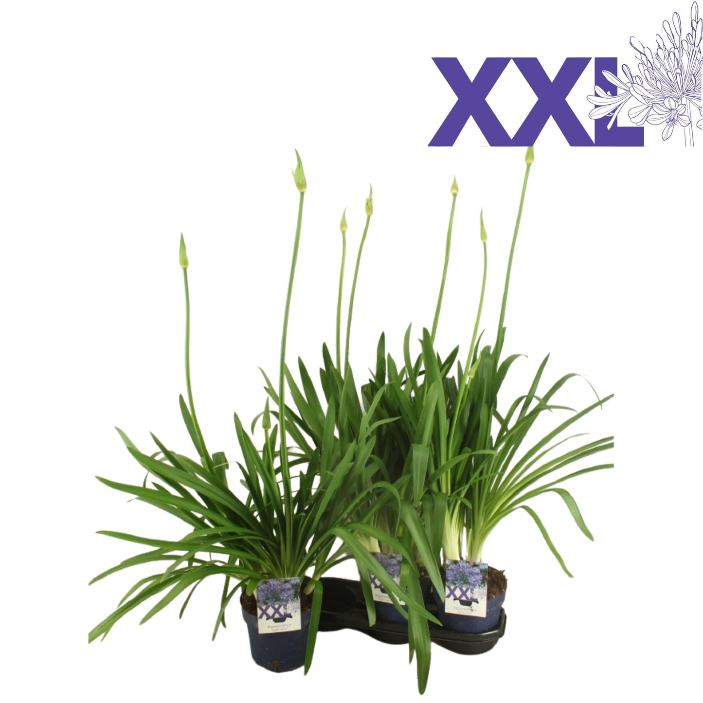 Agapanthus Blauw 70cm 19cm Pot