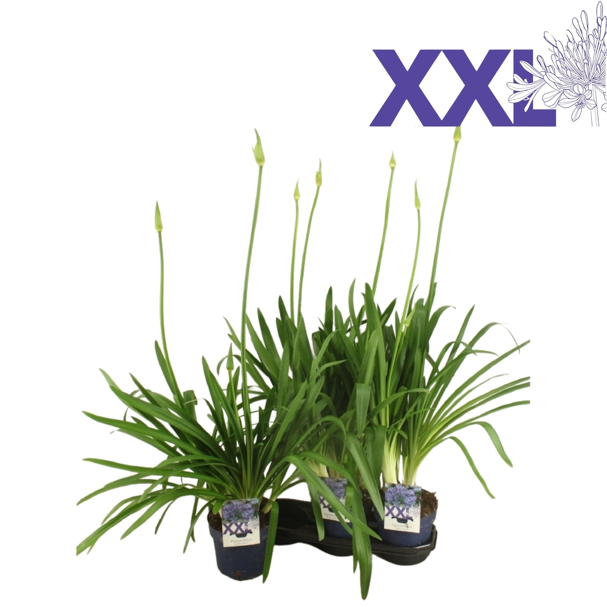 Agapanthus Blauw 70cm 19cm Pot