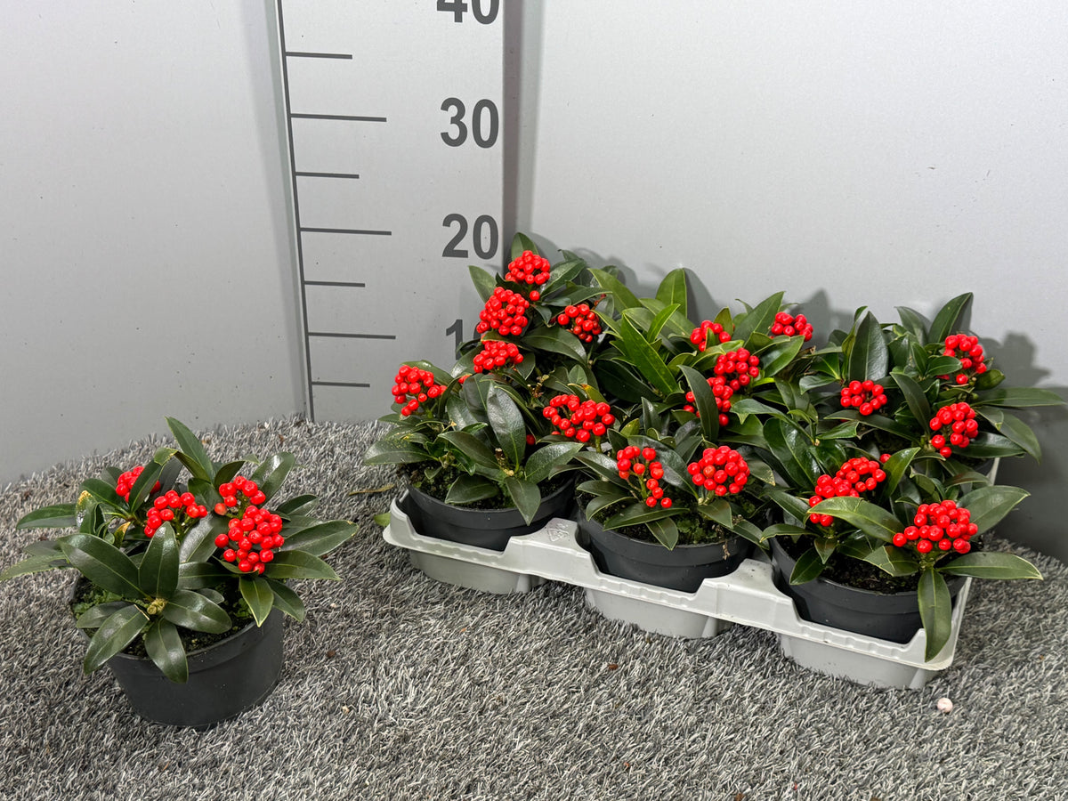 Skimmia japonica 20cm 14cm Pot