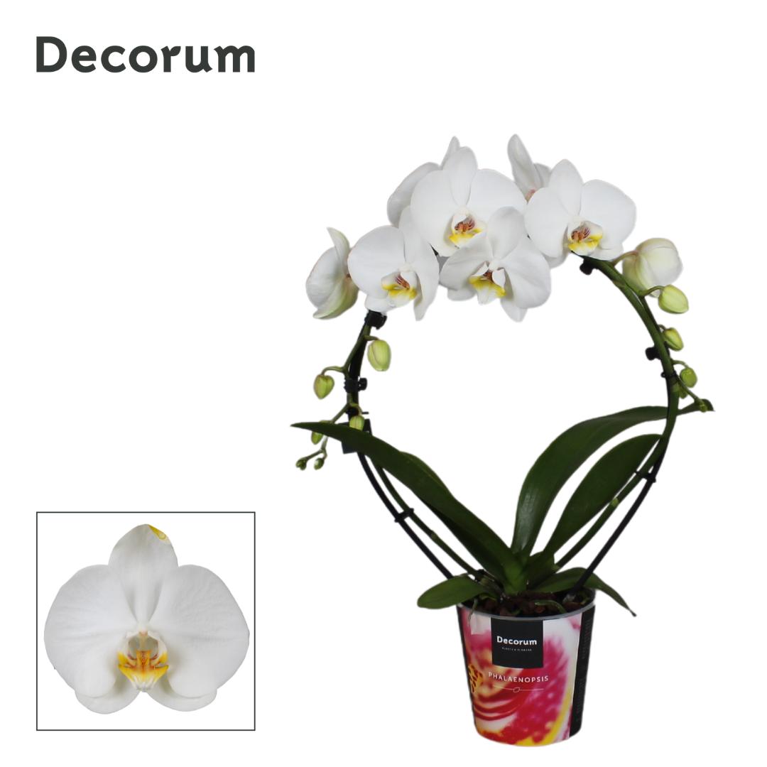 Phalaenopsis cascade White 55cm 12cm Pot