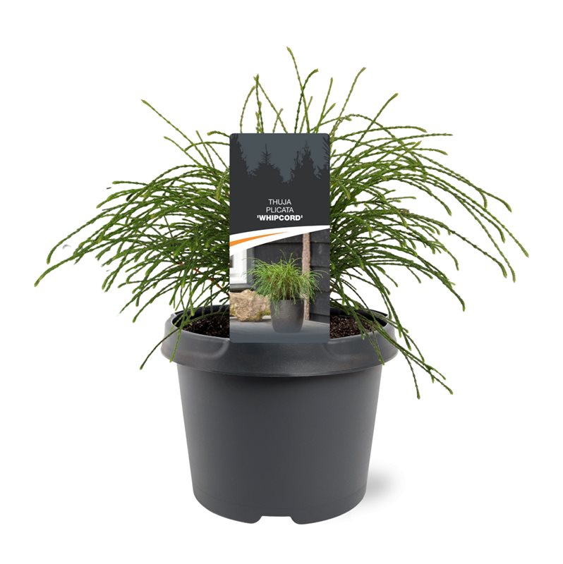 Thuja plicata Whipecord 25cm 19cm Pot