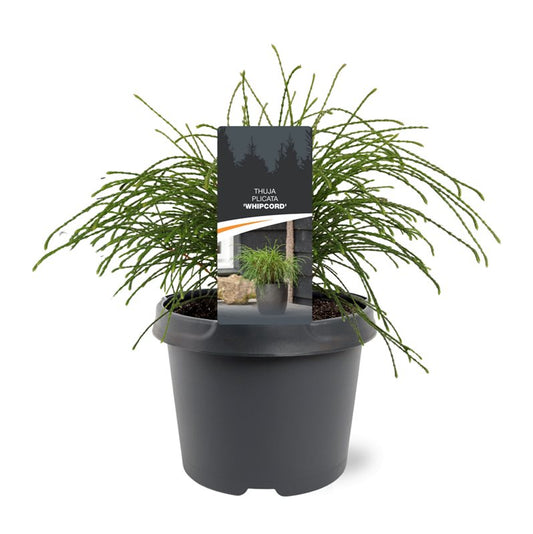 Thuja plicata Whipecord 25cm 19cm Pot