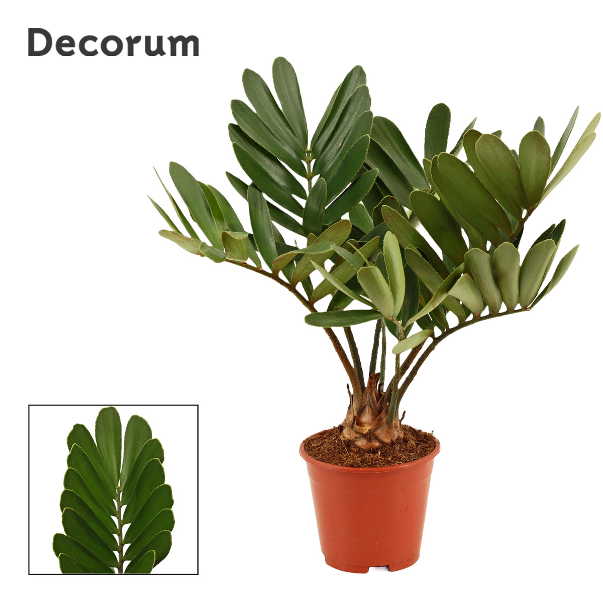 Zamia furfuracea 45cm 14cm Pot