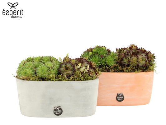 Outdoor arrangement 18cm 19cm Pot