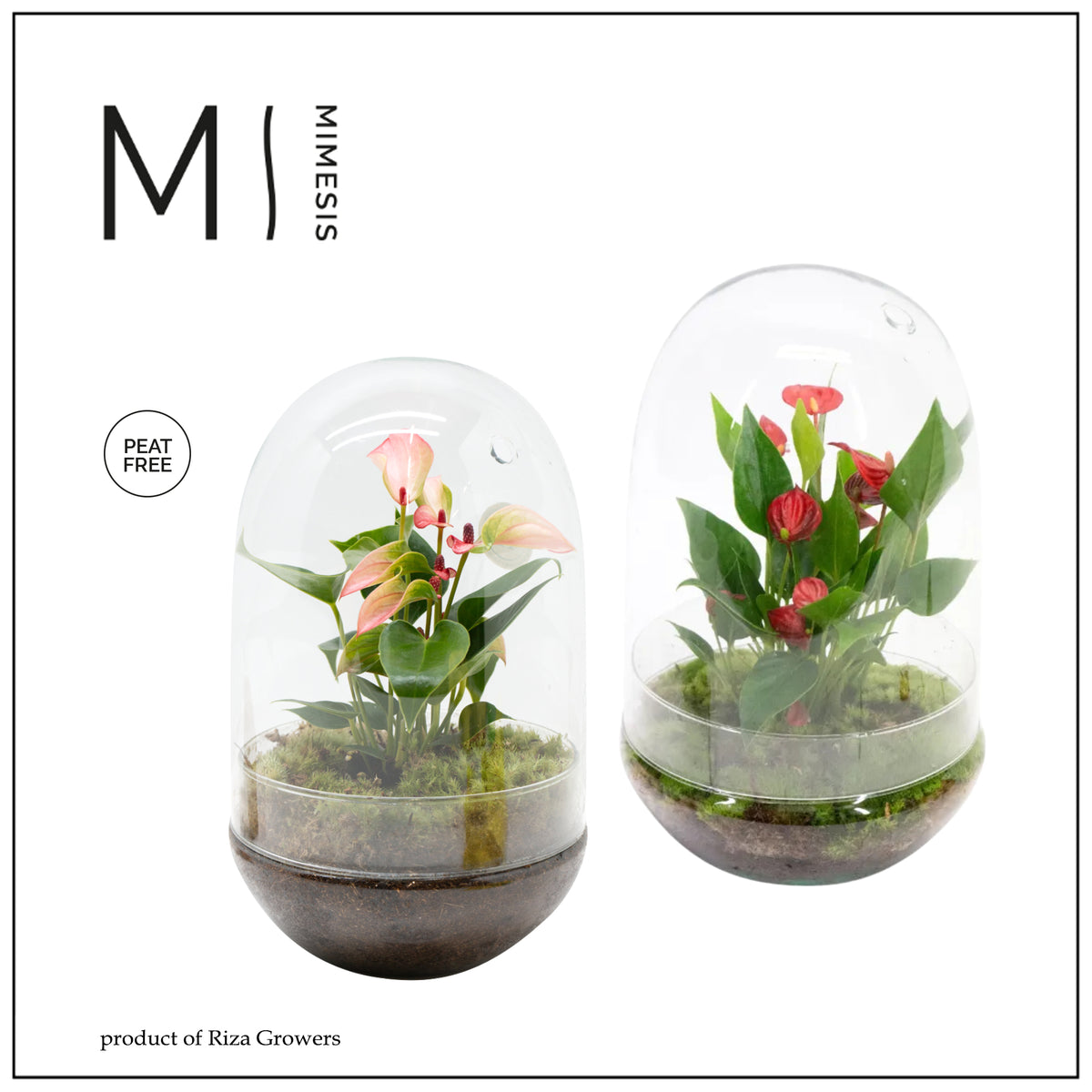 arr. Anthurium 10cm 14cm Pot
