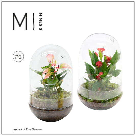 arr. Anthurium 10cm 14cm Pot