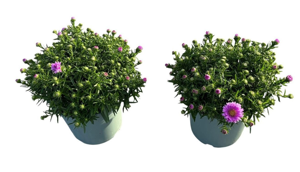 Aster nb. Henri I Pink 40cm 17cm Pot