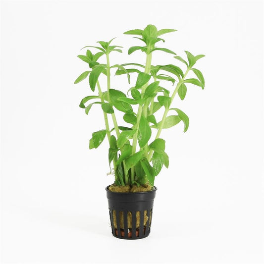 Limnophila aromatica 10cm 5cm Pot