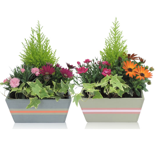 Outdoor arrangement 22cm 21cm Pot