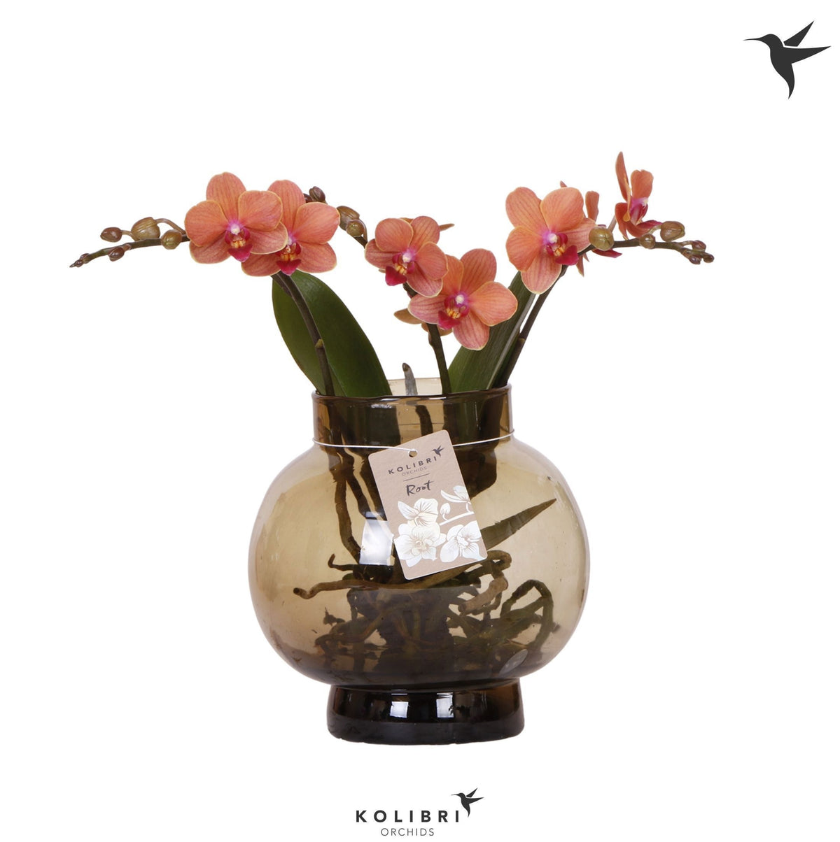 Phalaenopsis orange 50cm 16cm Pot