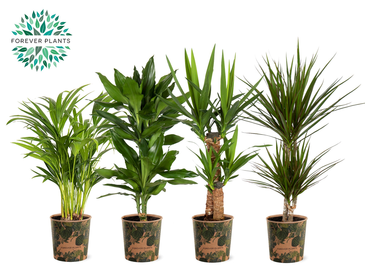 Foliage houseplants mix 60cm 17cm Pot