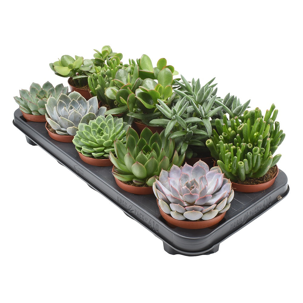 Amigo Plant VOF Crassula-Echeveria mix Pack of 10