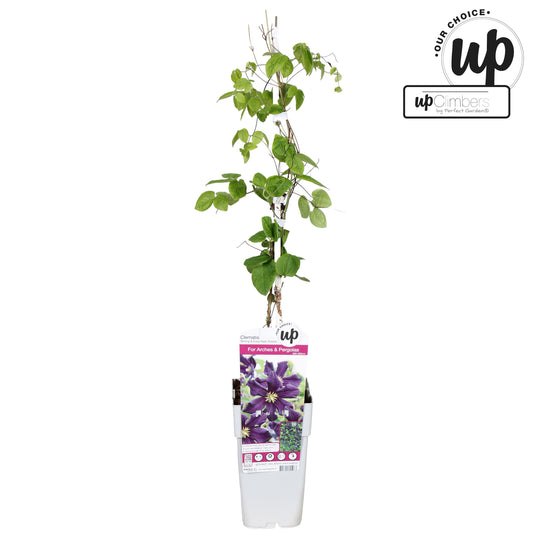 Clematis Romantika 65cm 15cm Pot