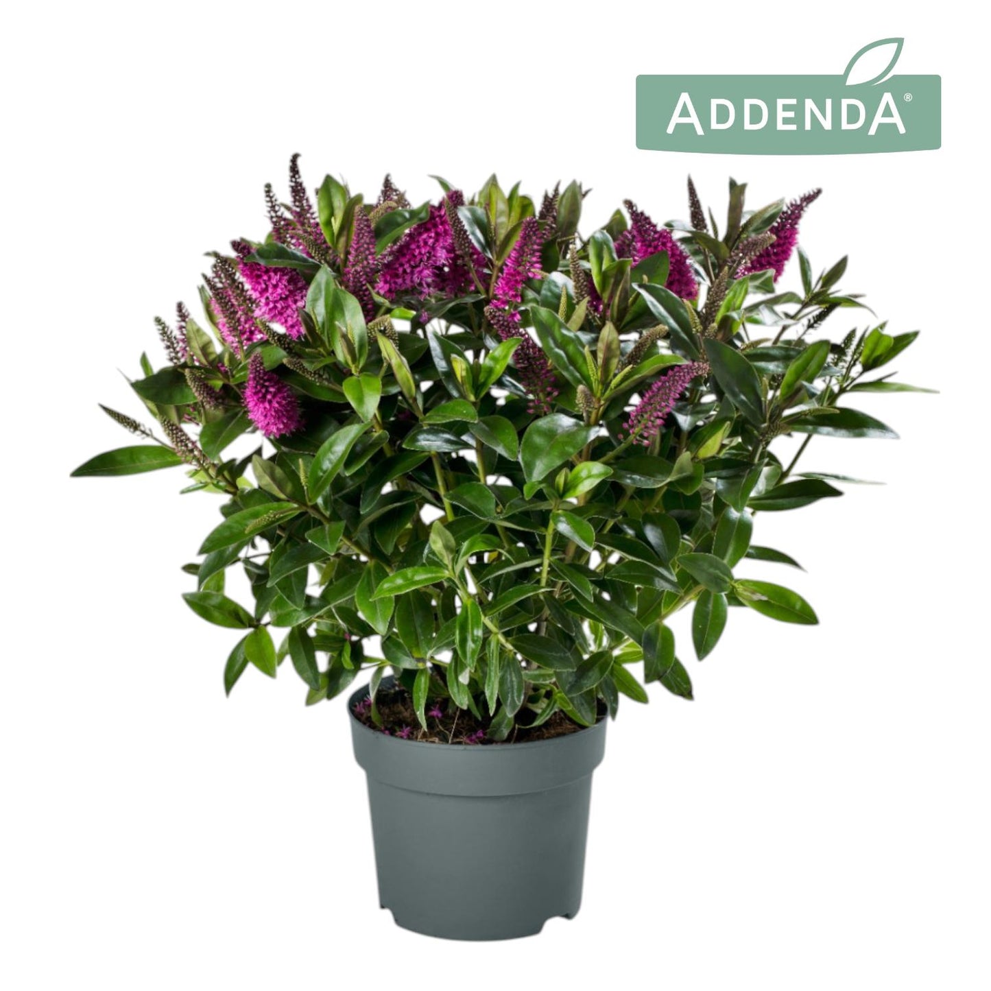 Hebe Hebedonna Nikka 40cm 19cm Pot