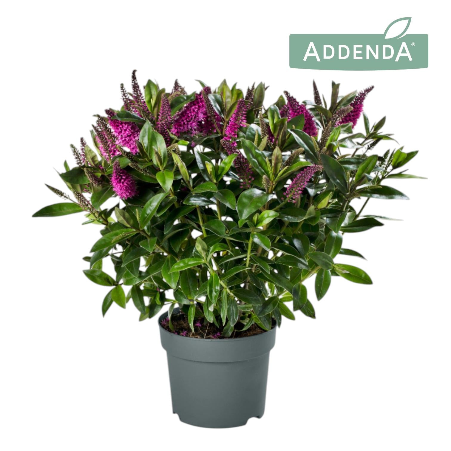 Hebe Hebedonna Nikka 40cm 19cm Pot
