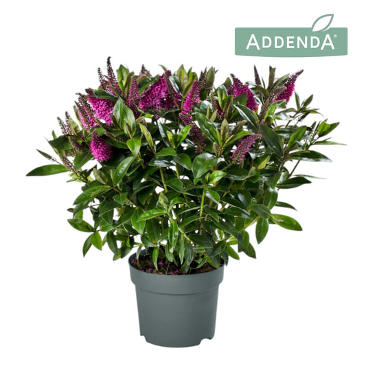 Hebe Hebedonna Nikka 40cm 19cm Pot