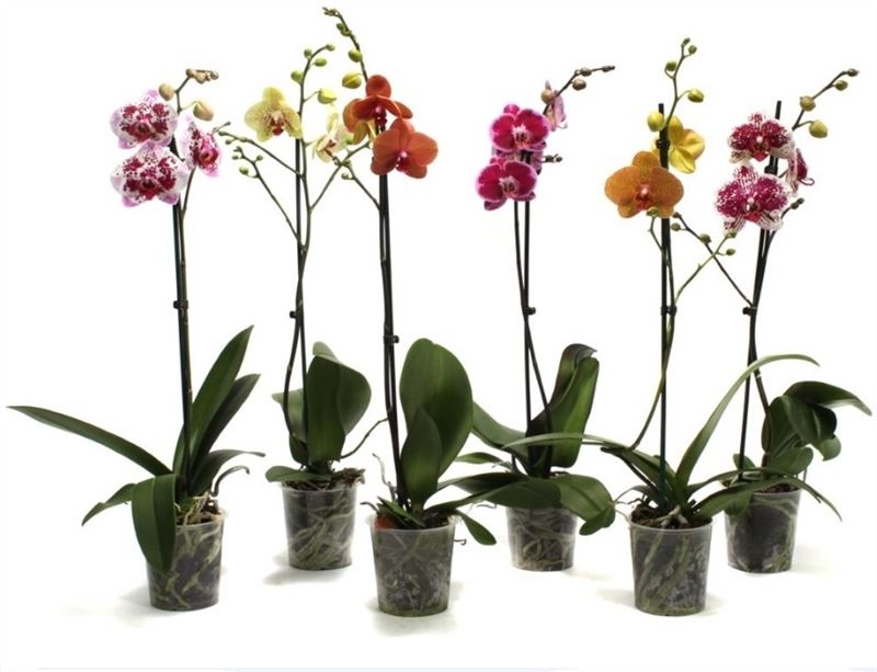 Phalaenopsis mix 60cm 12cm Pot