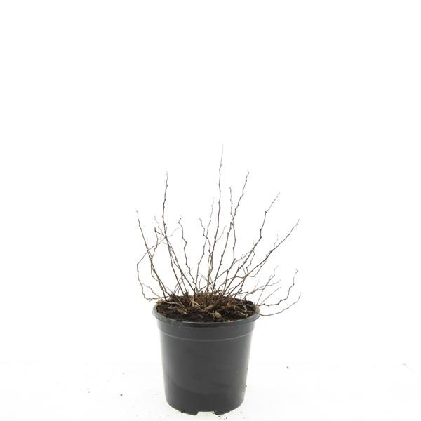 Spiraea japonica Magic Carpet 25cm 14cm Pot