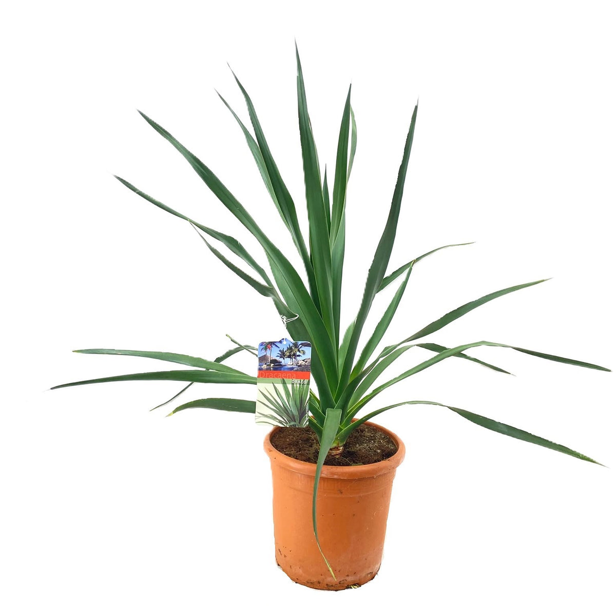 Dracaena marginata 90cm 27cm Pot