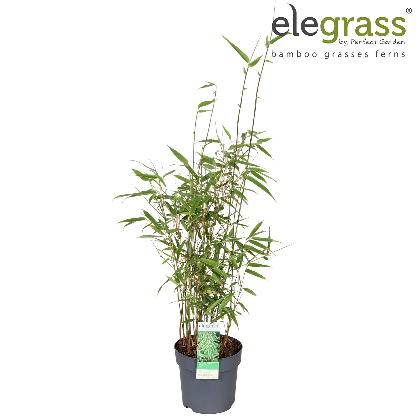 Fargesia rufa 70cm 14cm Pot
