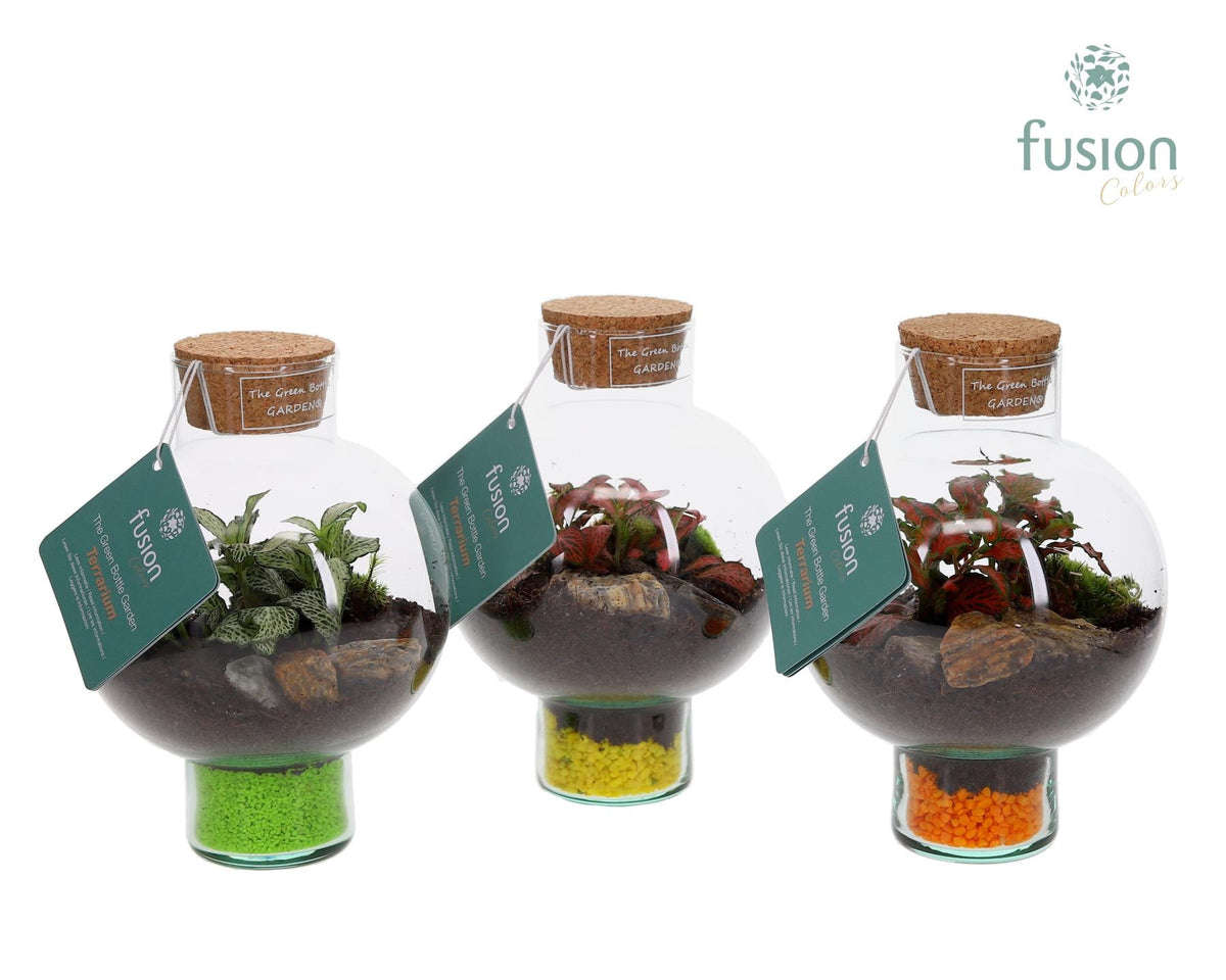 Green Bottle Laura XSmall met Terrarium arrangement 20cm 15cm Pot