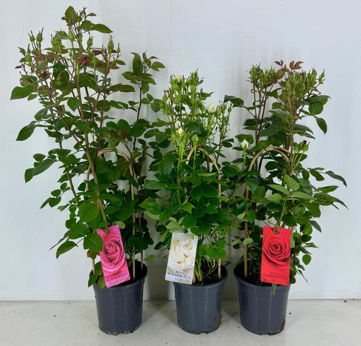 Rosa Hybrid 85cm 19cm Pot
