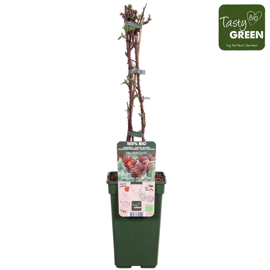 Rubus phoenicolasius (Japenese Wineberry) 50cm 19cm Pot