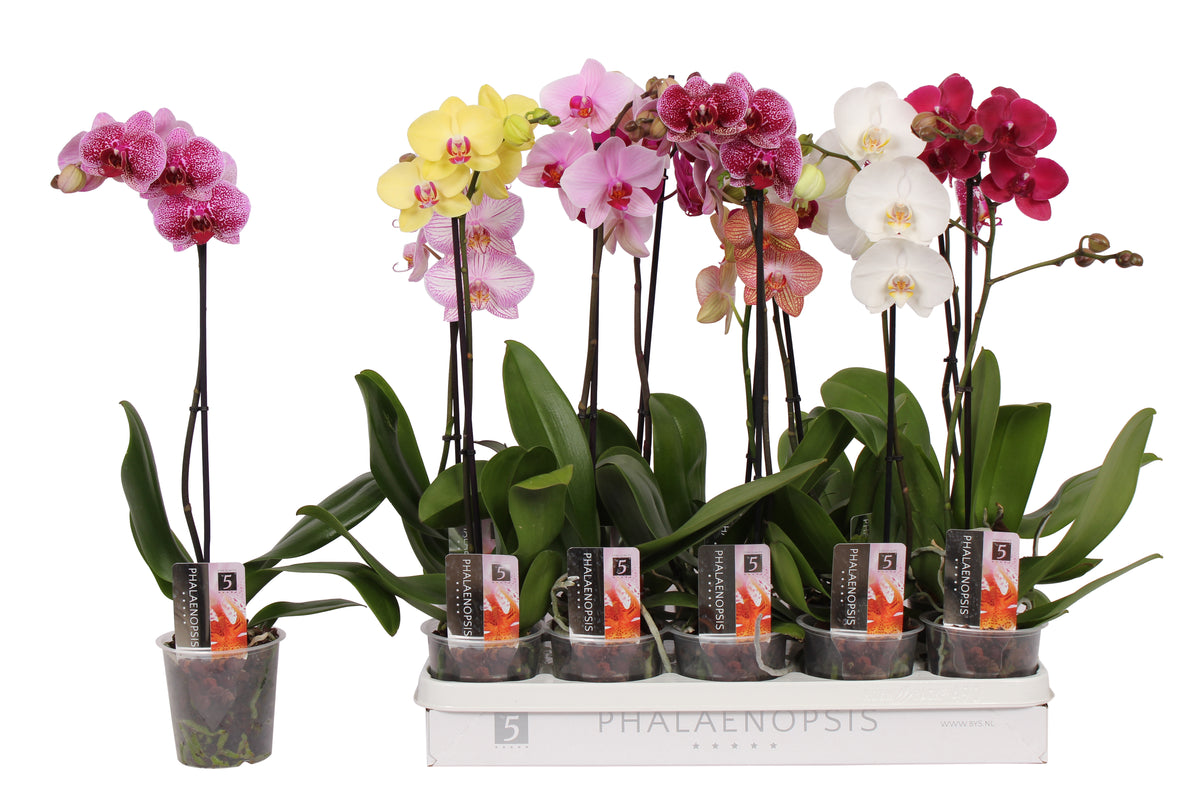 Phalaenopsis mix 50cm 12cm Pot