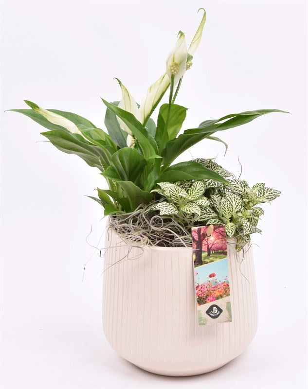 Indoor arrangement 15cm Pot