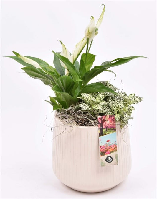 Indoor arrangement 15cm Pot