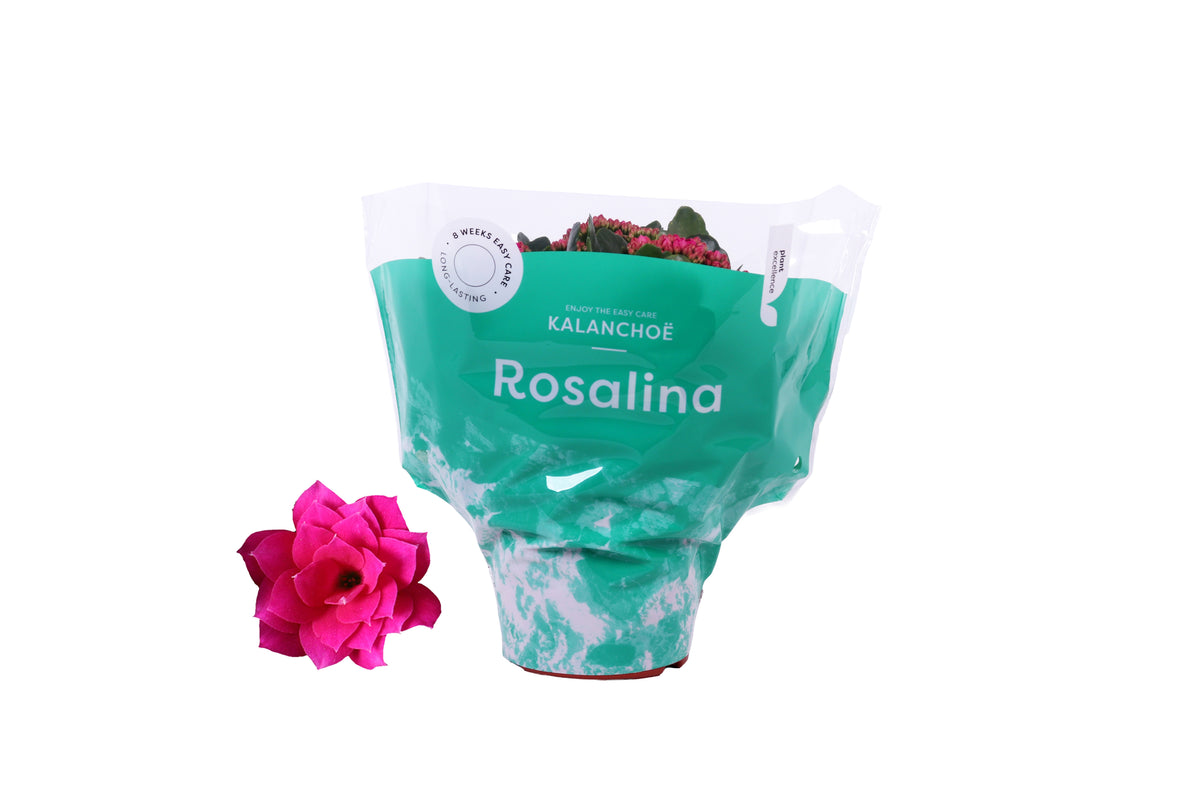 Kalanchoe Rosalina Don Victorio 27cm 15cm Pot