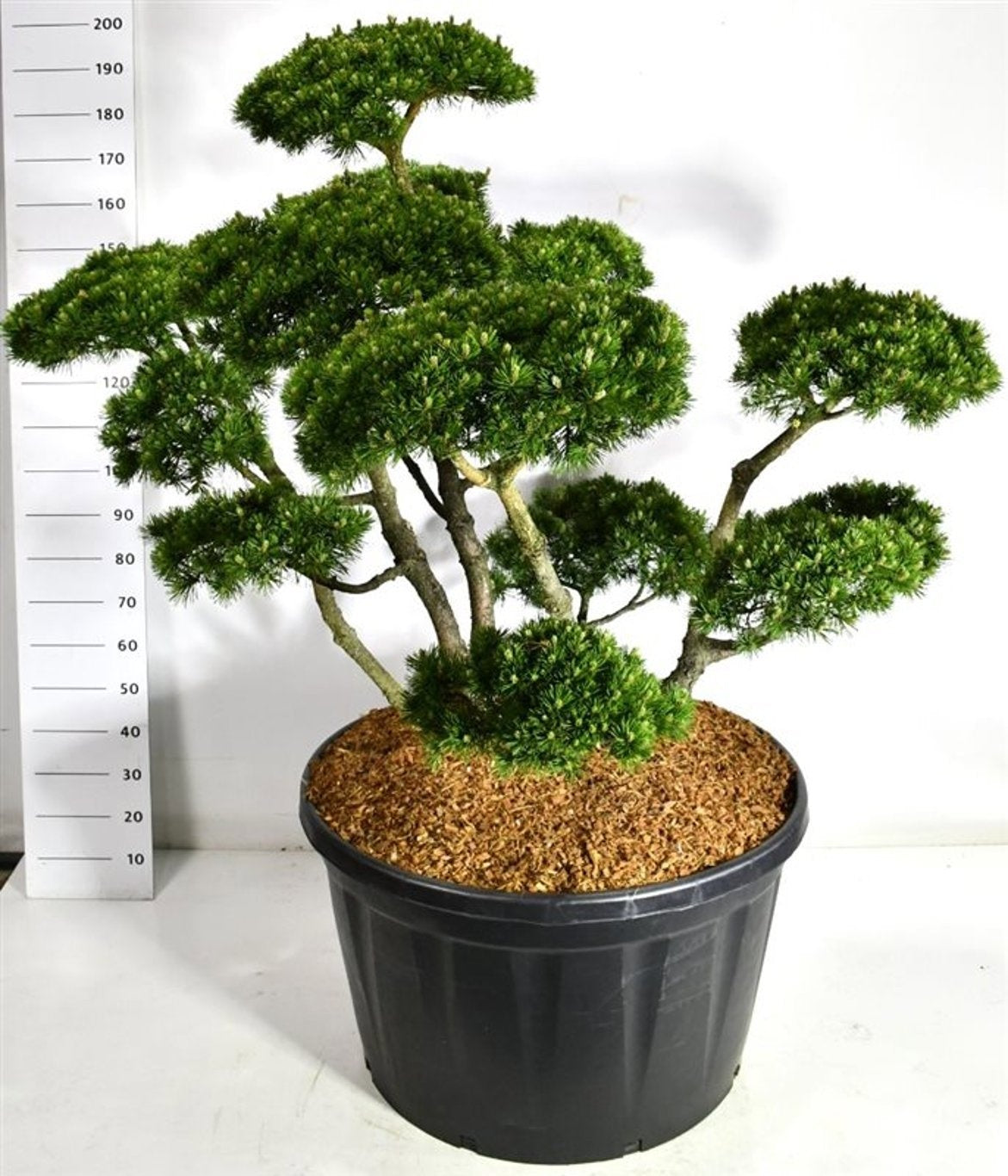 Pinus mugo Gnom 200cm 96cm Pot