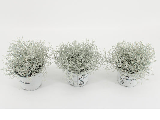 Leucophyta brownii 20cm 10.5cm Pot