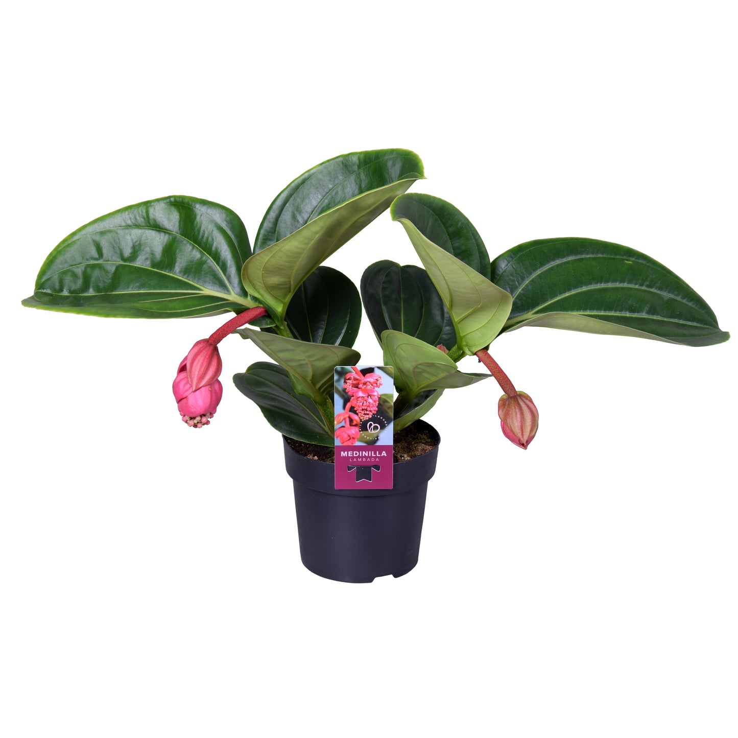 Medinilla Lambada 40cm 14cm Pot
