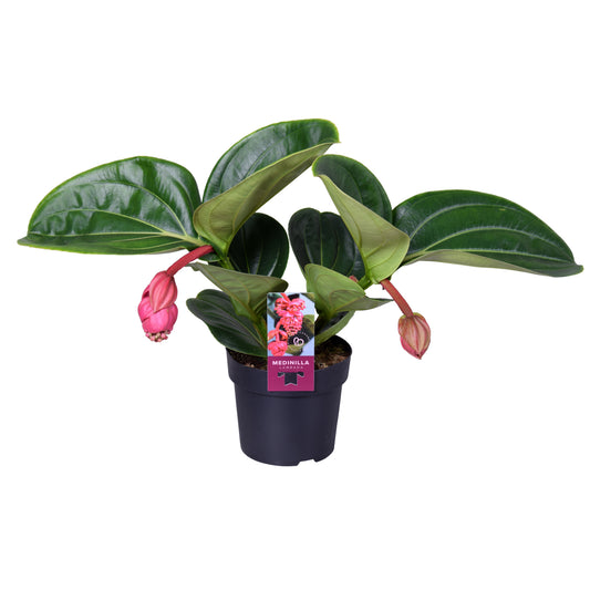 Medinilla Lambada 40cm 14cm Pot