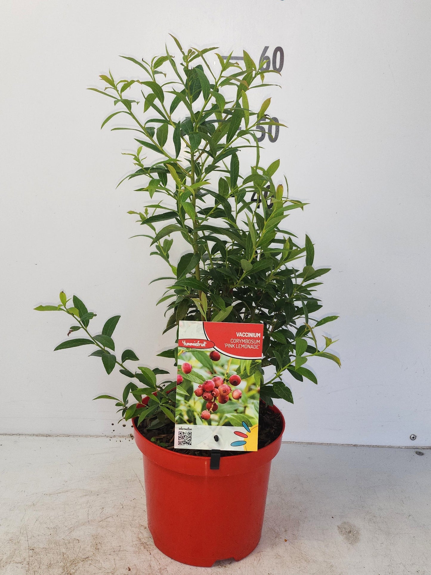 Vaccinium corymbosum ("Blueberry") 50cm 19cm Pot