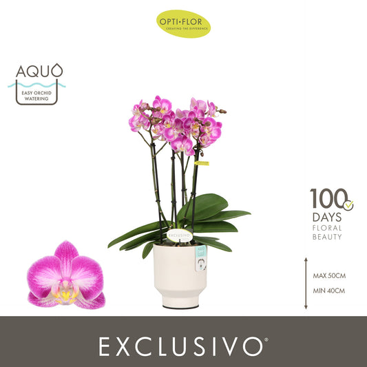 Phalaenopsis pink 45cm 12cm Pot