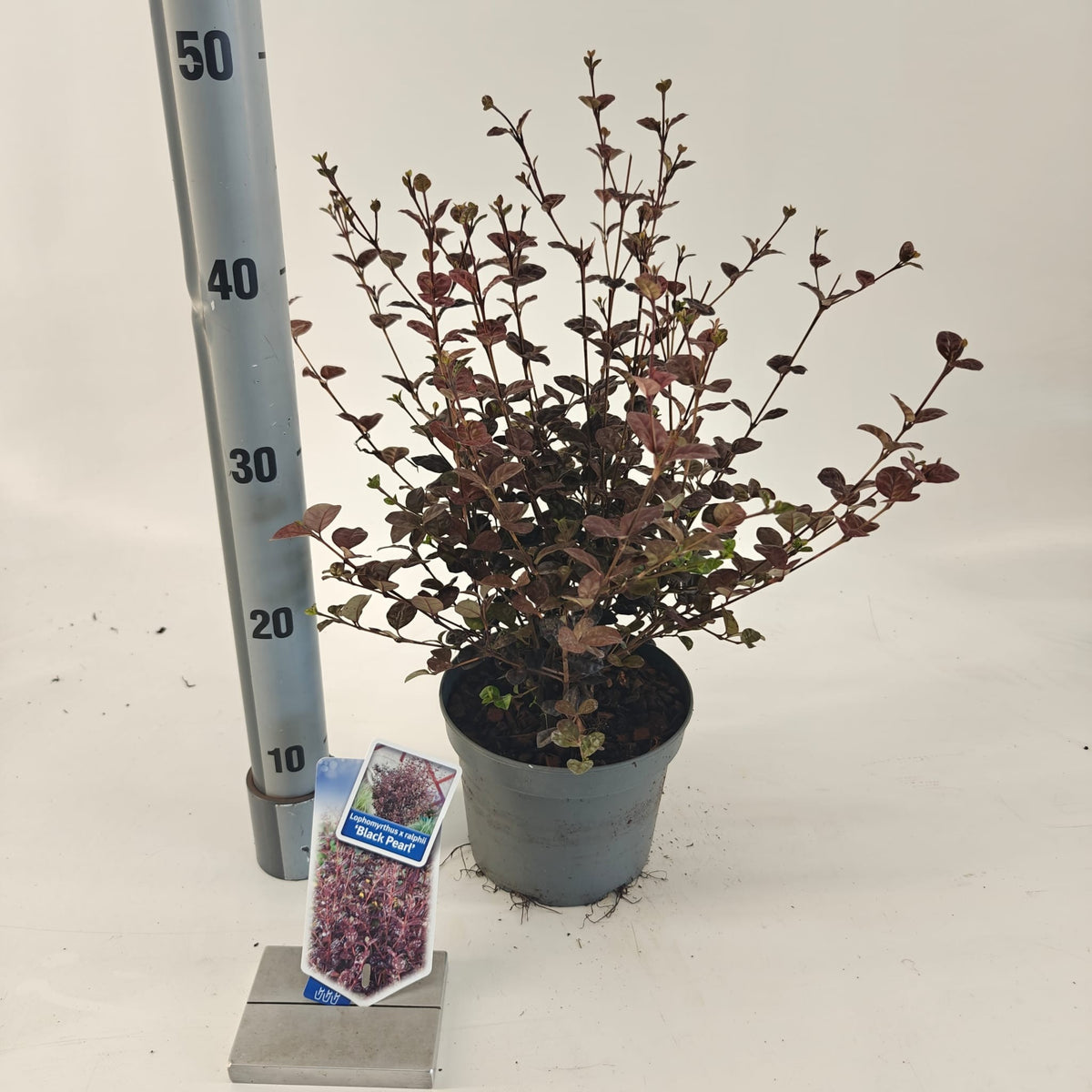 Lophomyrtus ralphii Black Pearl 40cm 17cm Pot