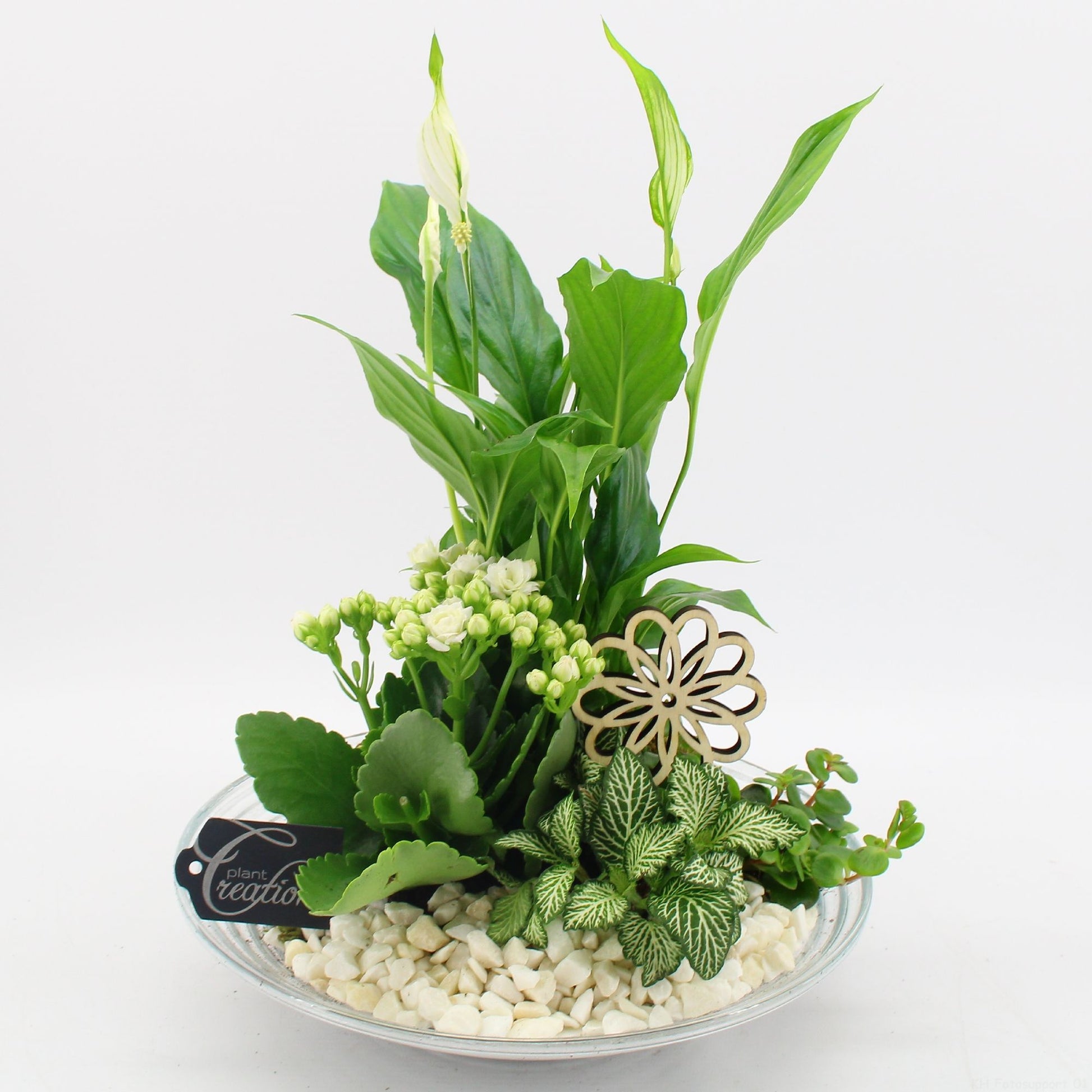 FDCR-2600W Basic fundamentals 35cm 30cm Pot