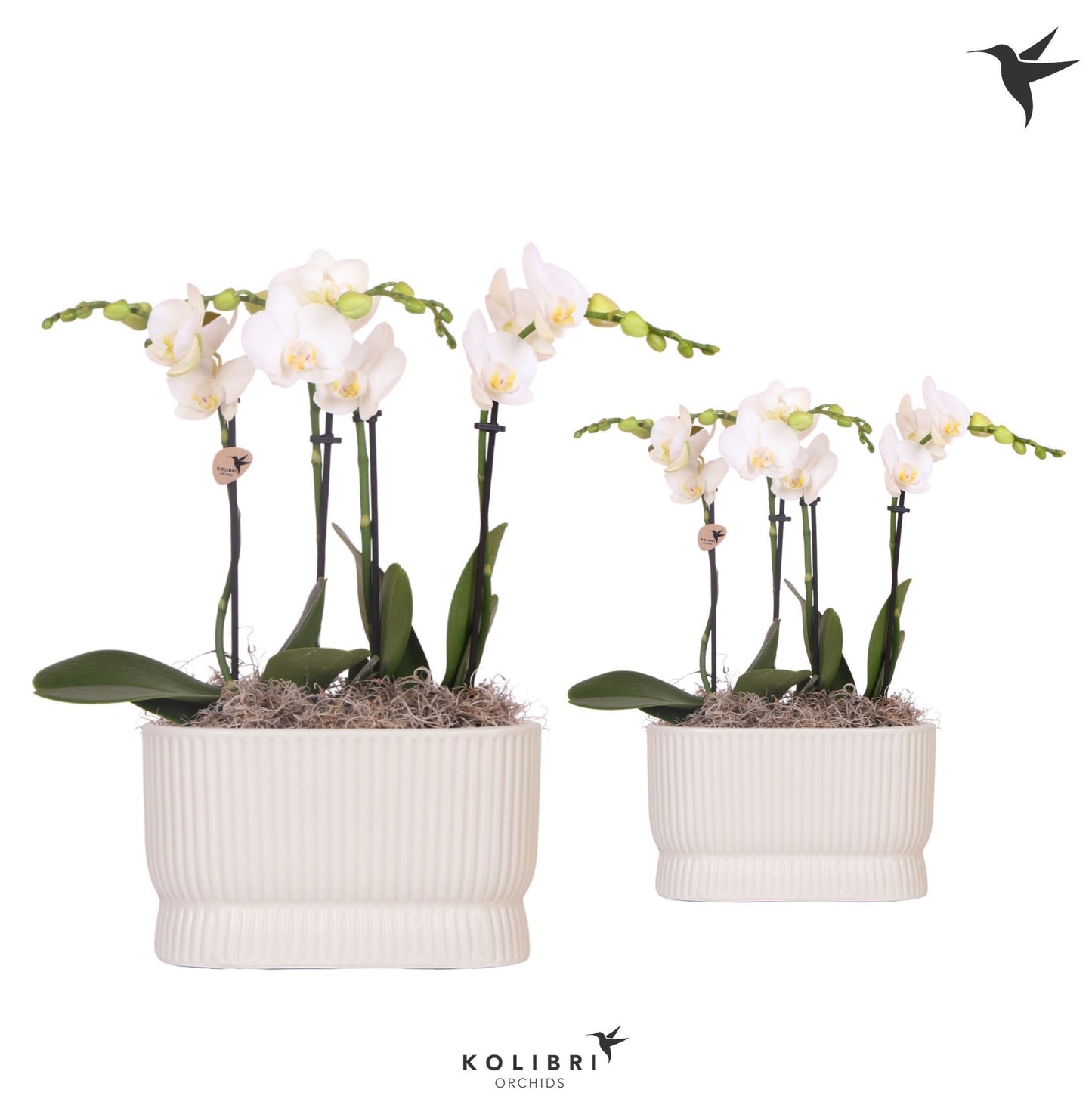 OK Plant Kolibri Orchids Phalaenopsis white 4spike in Diabolo travertine Pack of 3