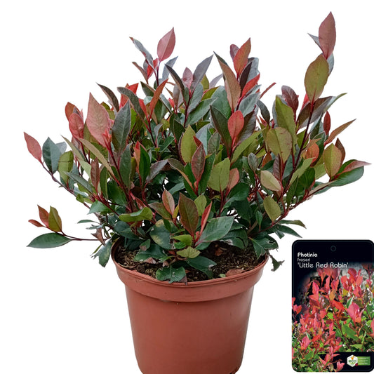 Photinia Little Red Robin 30cm 23cm Pot