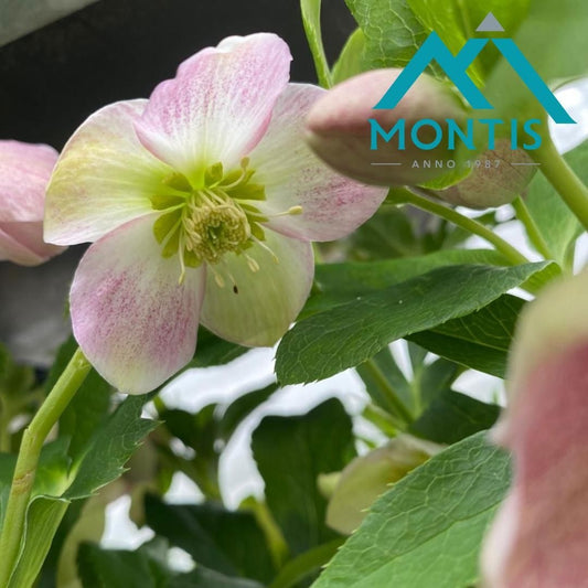 Helleborus orientalis 26cm 12cm Pot